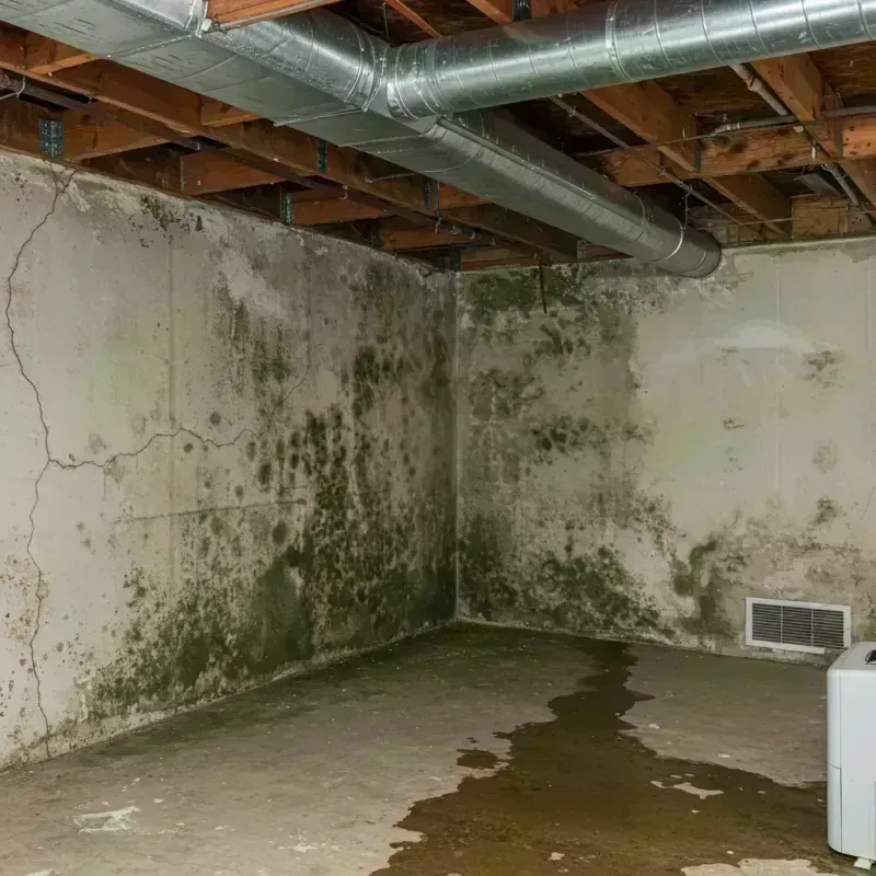 Professional Mold Removal in Wilmette, IL